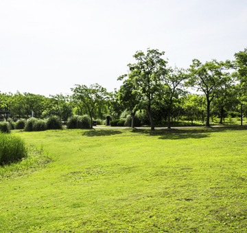 terreno